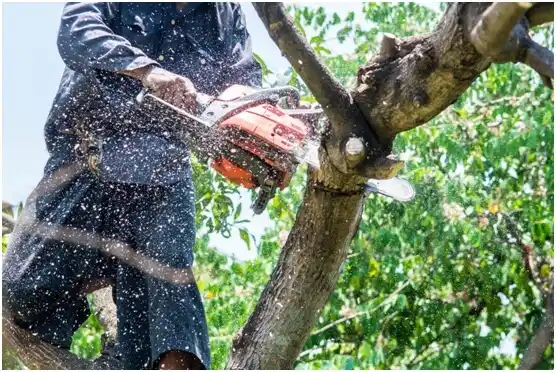 tree services Plum City